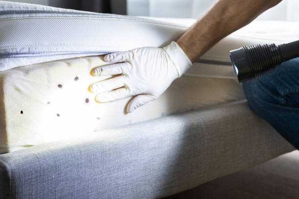 Best Pest Removal Services  in Gallup, NM